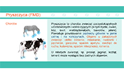 PRYSZCZYCA M